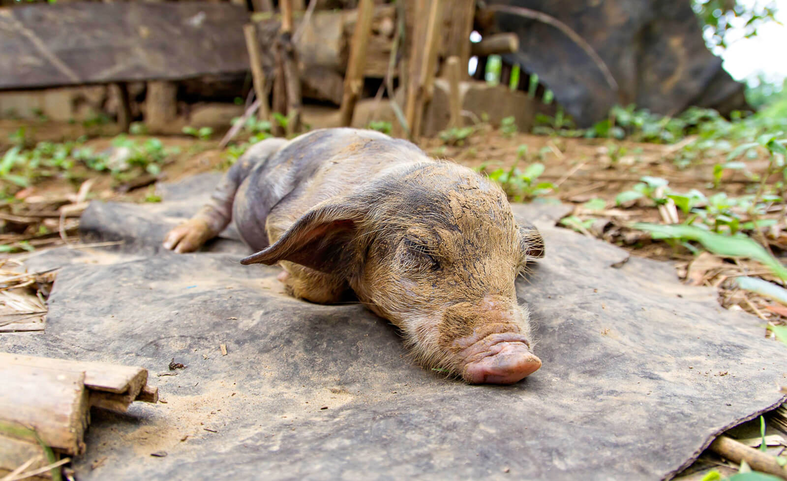 Nutztier in Kambodscha